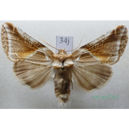 Habrosyne pyritoides (Hufnagel, 1766) Pluszówka agatka Pluszówka agatka Czech34j
